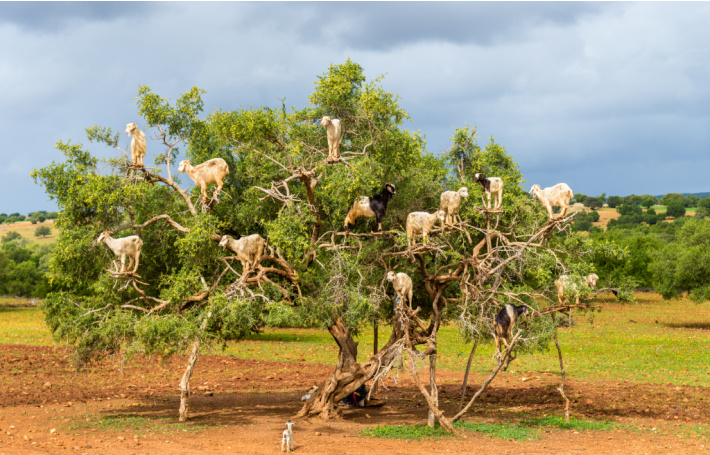 Keçiler Ağaçlara Tırmanır, İnanmak İçin Görmeniz Gerekir!
