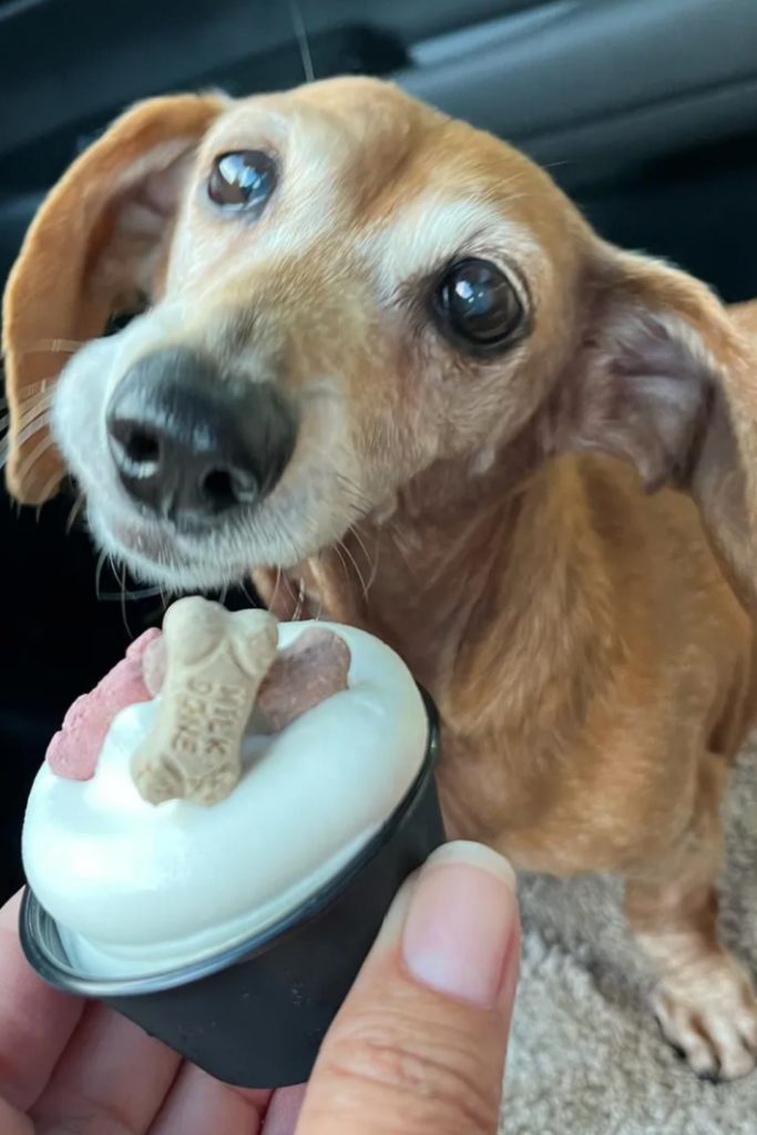 ملکه لبنیات یک فنجان مخفی توله سگ دارد که با خوراک سگ همراه است. در اینجا آمده است که چگونه می توانید یکی را به صورت رایگان سفارش دهید.