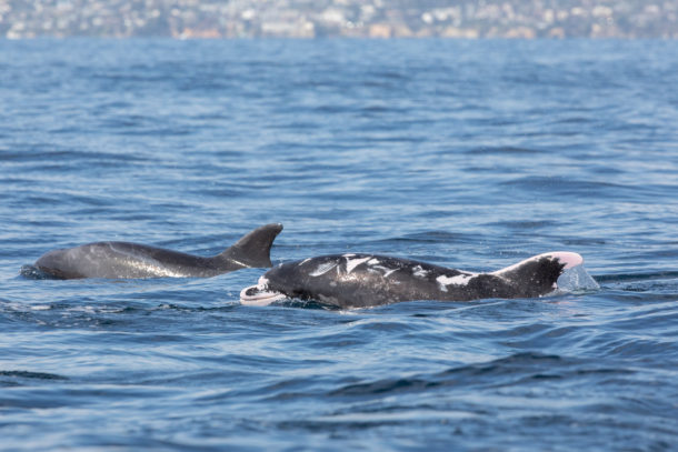 Estos navegantes grabaron en vídeo a unos "delfines brillantes" y es lo más increíble que verás hoy
