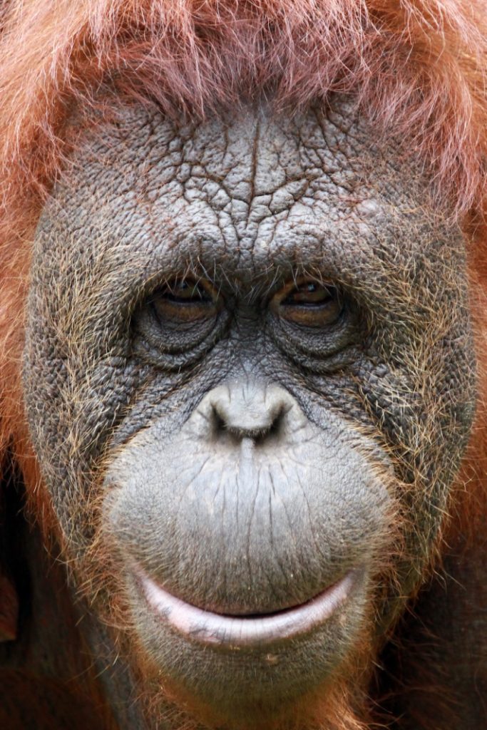 Orangutan hau gidatzen ikusi ondoren, txofer bat behar dut!