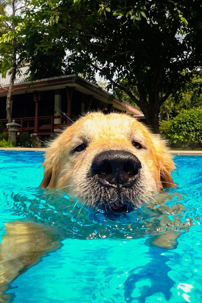 Aquest gos es nega absolutament a sortir de la piscina